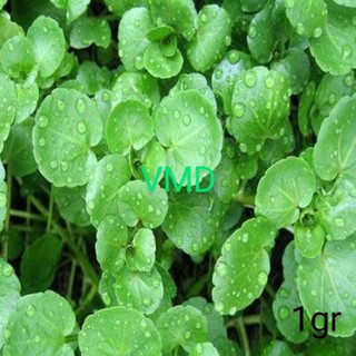Hạt giống Xà Lách Xoong