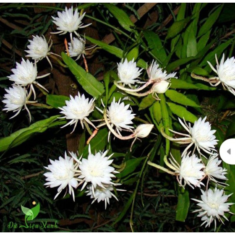 CÂY HOA DẠ QUỲNH ( Cây giống )