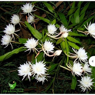 CÂY HOA DẠ QUỲNH ( Cây giống )