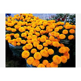 500 hạt giống cúc vạn thọ cam bông to cao 35-40 cm