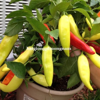 HẠT GIỐNG ỚT SỪNG VÀNG