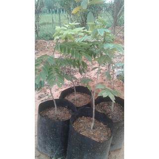 cây sưa đỏ cao 60-80cm