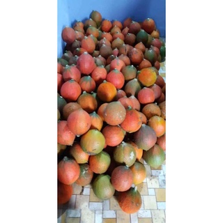 Tinh dầu gấc 450k/10ml