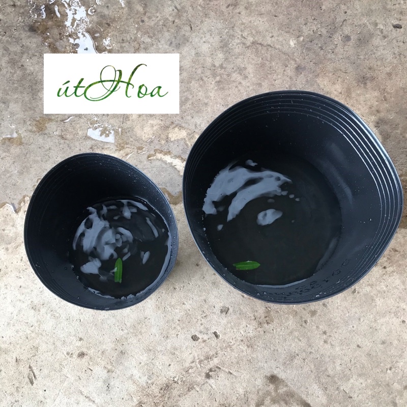 [DÀY NHẤT] 50 chậu C9 bít lỗ form cá, nuôi cá betta, trồng sen