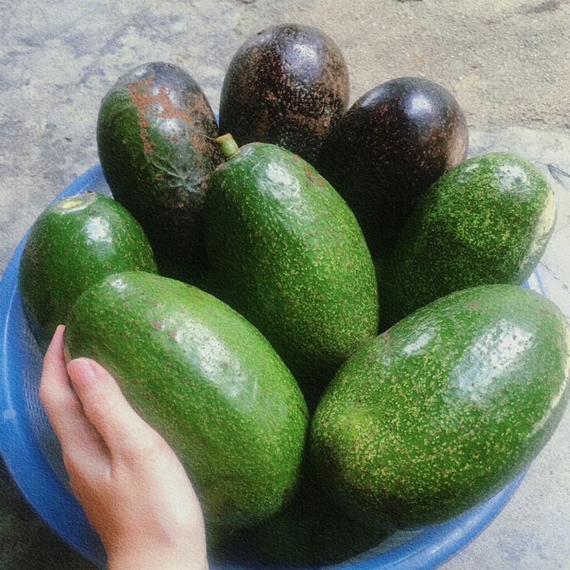 Bơ sạch và ngon hái tại vườn
