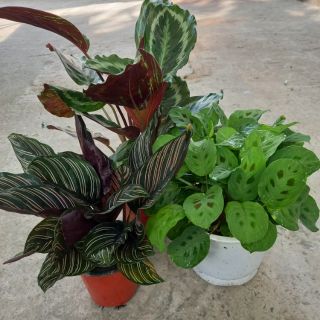 🍀🍃03 cây đuôi công🍀🍃