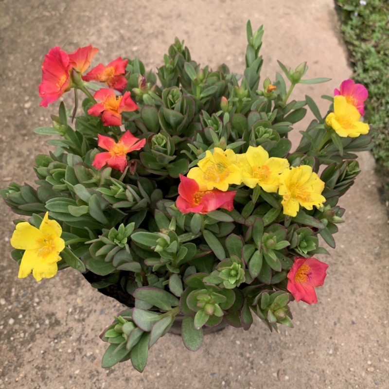 Cây hoa sam thân bò cực xum xuê, cây hoa cảnh rất dễ trồng và phát triển khoẻ mạnh, trồng trang trí sân vườn, bồn cây