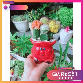 Chậu xương rồng tiểu cảnh Ưa Thích