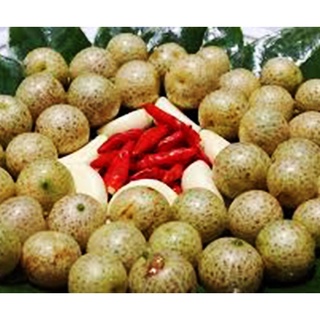 Cây móc mật (mắc mật) gieo hạt nướng thịt rất thơm