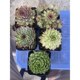 Combo 5 chậu sen phật bà sz 7-8cm chỉ 120k