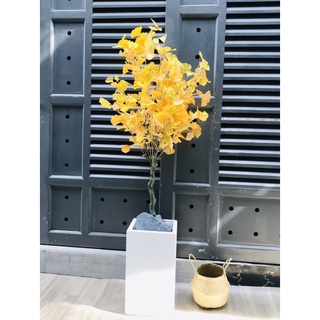 Cây ngân hạnh giả