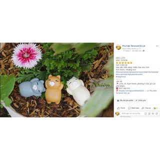 [Hình thật] MÈO LƯỜI - Phụ kiện Terrarium ĐL
