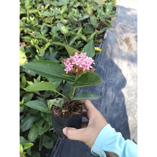 bông trang (hoa mẫu đơn) Hồng phấn lá trung