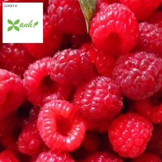 Hạt giống Mâm xôi đỏ (30 hạt) (Phúc bồn tử)