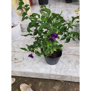 Cây Cát Đằng Đứng(Hoàng Phúc Thiên Lý)