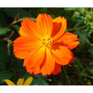 Hạt giống hoa Sao Nhái vàng cam. Giống sinh trưởng khoẻ, cho hoa quanh năm, ít sâu bệnh. nhập khẩu-  chuyên dụng.