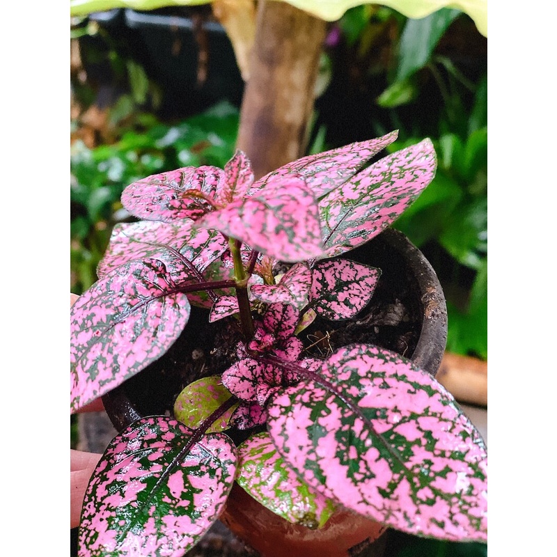 Cây Hypoestes phyllostachya Pink Splash (Thương Đao Dược Hồng) chậu nhựa