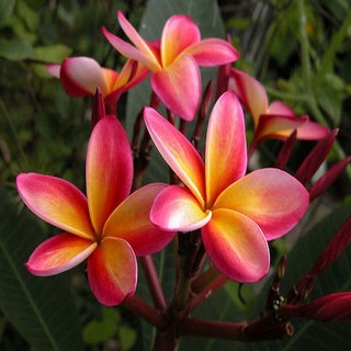 BẦU GIỐNG CÂY HOA ĐẠI ĐỎ