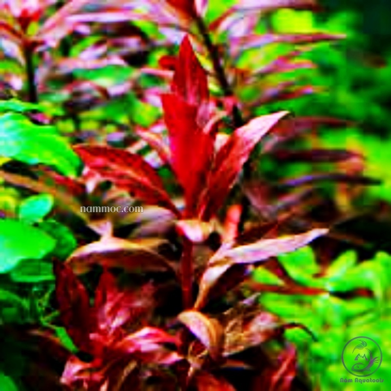 Cây Huyết Tâm Lan Gân Trắng | Cây Thuỷ Sinh Trung Cảnh, Hậu Cảnh Với Màu Đỏ Cực Đẹp