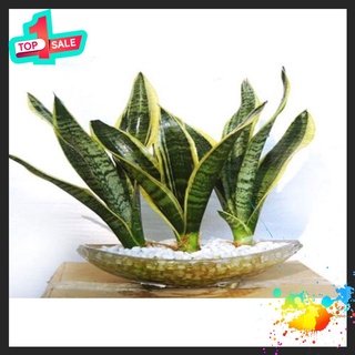 🍀BAO CHẤT🍀Cây Lưỡi Hổ Viền Vàng