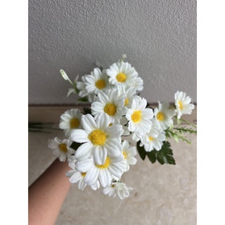 cúc tana siêu đẹp