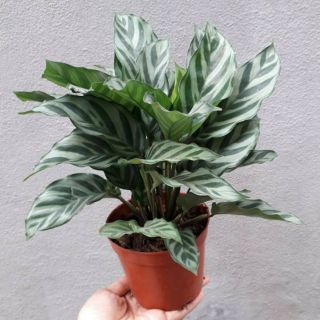 Chậu cây Đuôi công tím