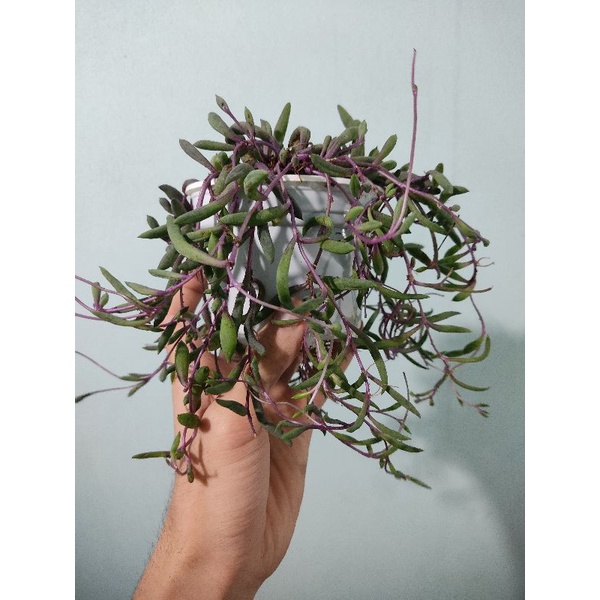 Sen đá giọt nước dài size nhỏ