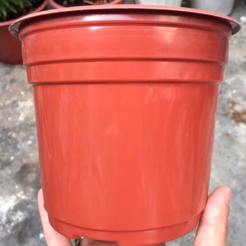 20 Chậu nhựa trồng cây tiện lợi size trung