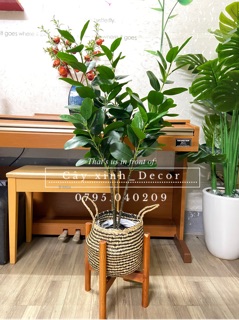 Cây Hạnh Phúc tặng giỏ cói cao cấp