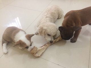 Xương bò sấy khô cho chó gặm