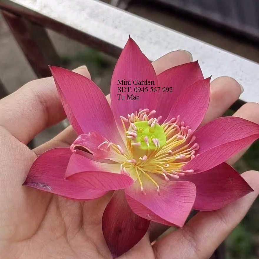 Chuẩn hạt giống hoa sen mini được thu hoạch tại Mini Garden- Hạt sen mini tỉ lệ nảy mầm và ra hoa cao