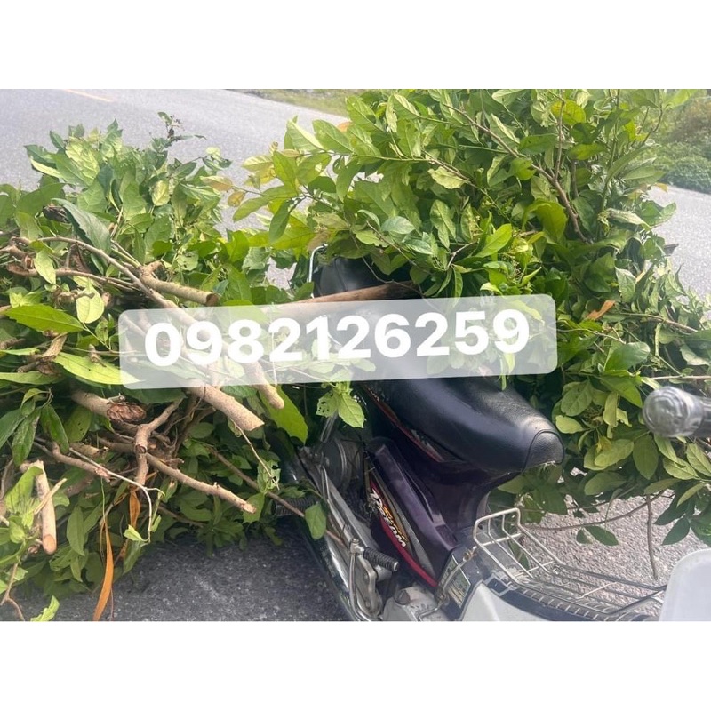 Xạ Đen Hoà Bình( 1kg Xạ Đen Tươi chuẩn bánh tẻ, hoạt chất tốt)