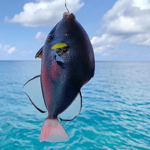 thuthuy_250191., Cửa hàng trực tuyến | BigBuy360 - bigbuy360.vn