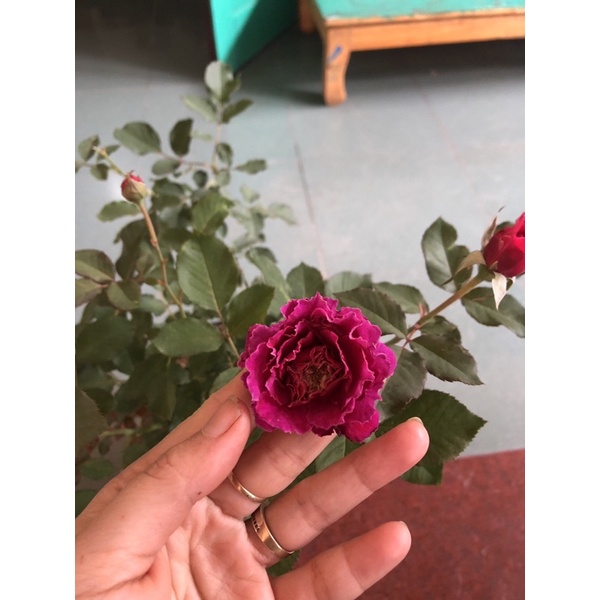 Hoa hồng Ngoại - Bụi Ramukan rose hương thơm vừa phải - sai hoa.