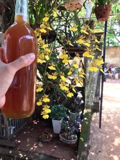 Mật ong hoa cà phê Đăk Lăk 2 lit
