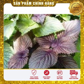 Hạt Giống Tía Tô(2gr)