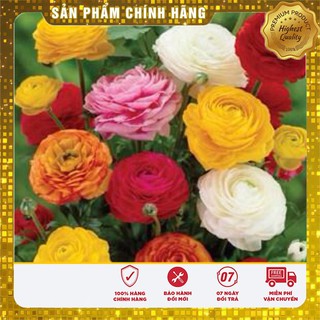 HGH Mao lương( Hồng ri ba tư)