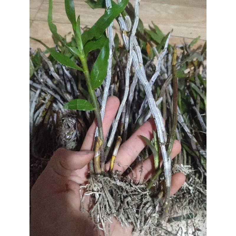 Lan Hoàng thảo tích tụ 1 giề