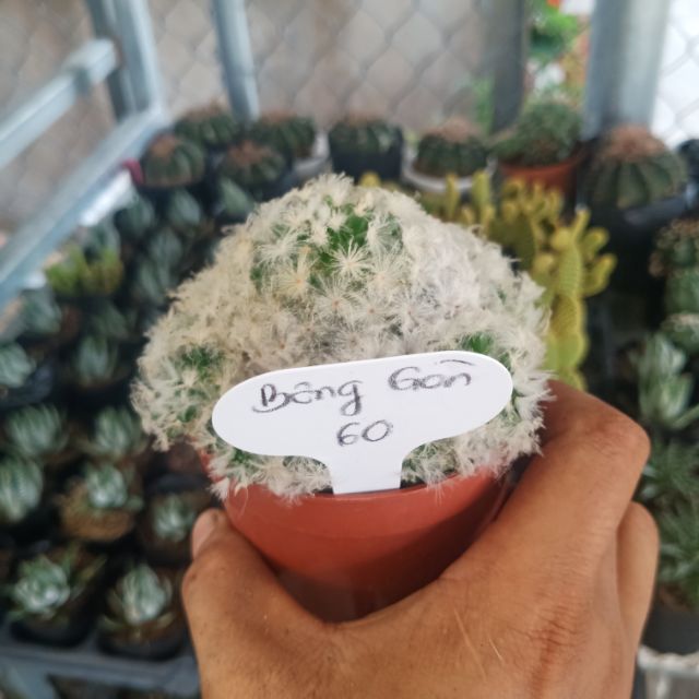 Xương rồng bông gòn