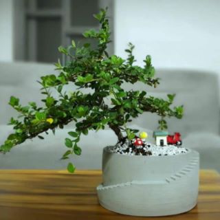 Chậu trồng cây cảnh mini bonsai, sen đá ,chậu ximăng tròn Cori 18X9CM thích hợp decor bàn học office