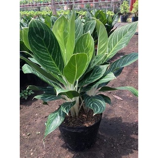 CÂY BẠCH MÃ HOÀNG TỬ