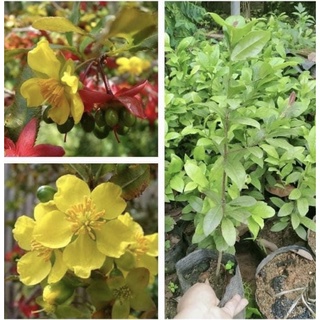 Cây mai tứ quý giống cao 50-60cm cây như hình