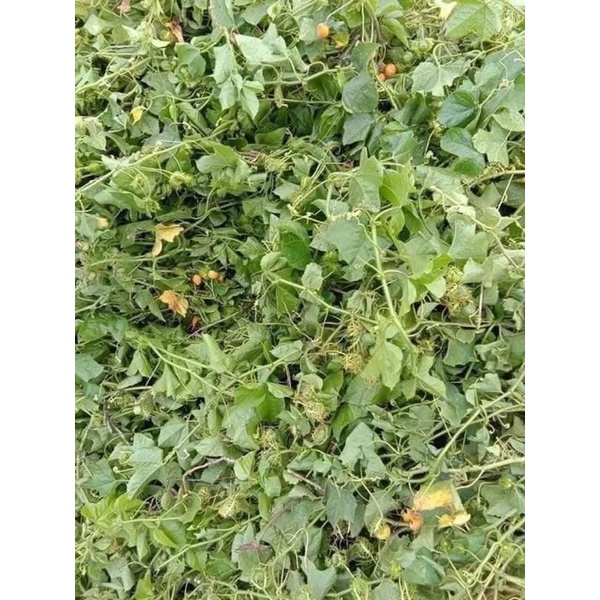 Lạc Tiên- An Thần- Mất Ngủ