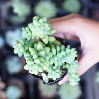 Sen Đá Chuỗi Ngọc Bi - Chậu Trung