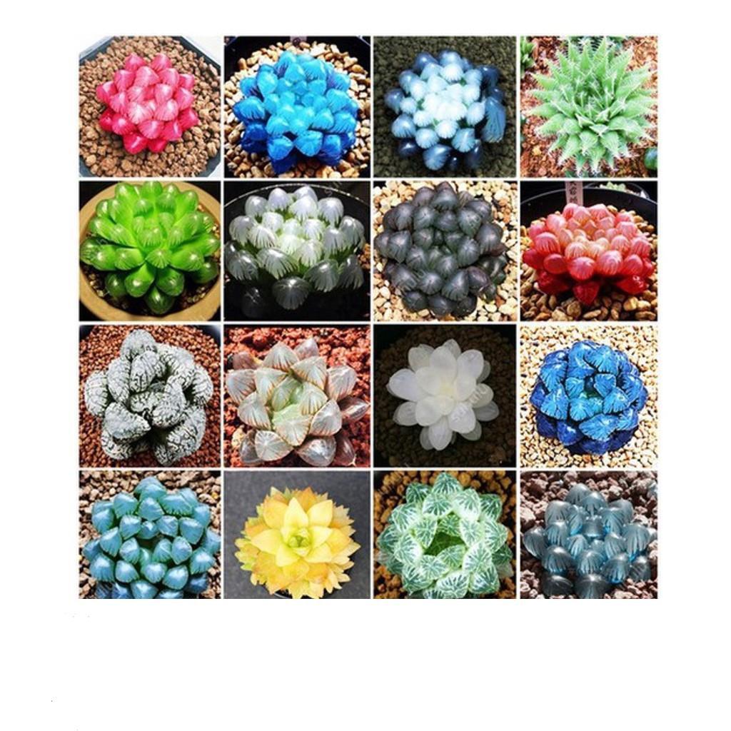 68A Hạt giống Sen đá Kim Cương (20 hạt) KHUYẾN MẠI SHOP MỚI HẠ GIÁ SỈ