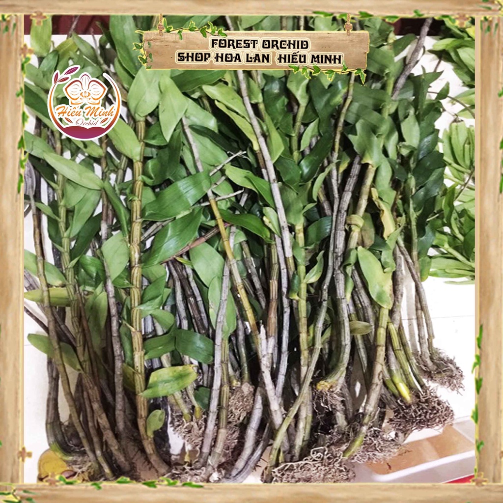 Hoa Lan đột biến Hoàng Thảo Thái Bình, Phong lan rừng Tây Bắc, Lào, Cây Giống Giá Rẻ, Địa, Hồ Điệp