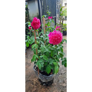 Hoa hồng chậu tường vi