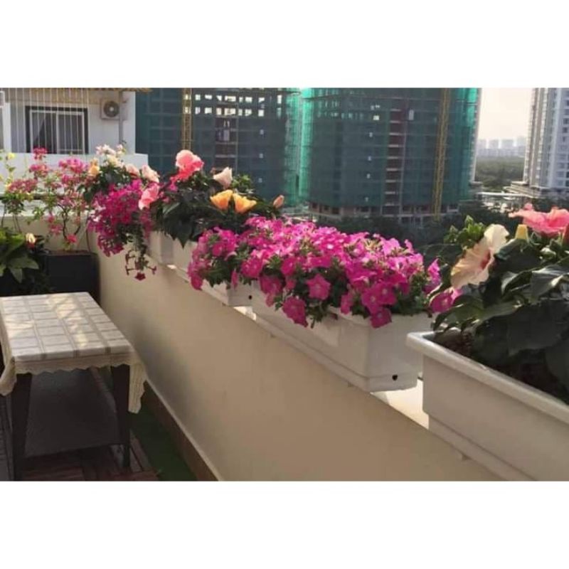 Chậu Nhựa Máng Dài Trồng Cây,Nuôi Cá size 60x20x16cm_Hàng Công Ty