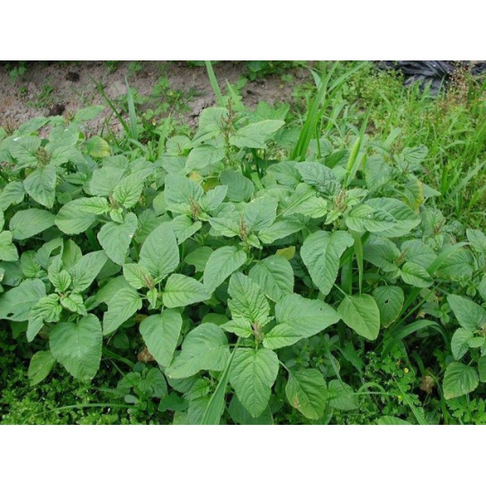 5 Gram Hạt giống Rau Dền Cơm | BigBuy360 - bigbuy360.vn