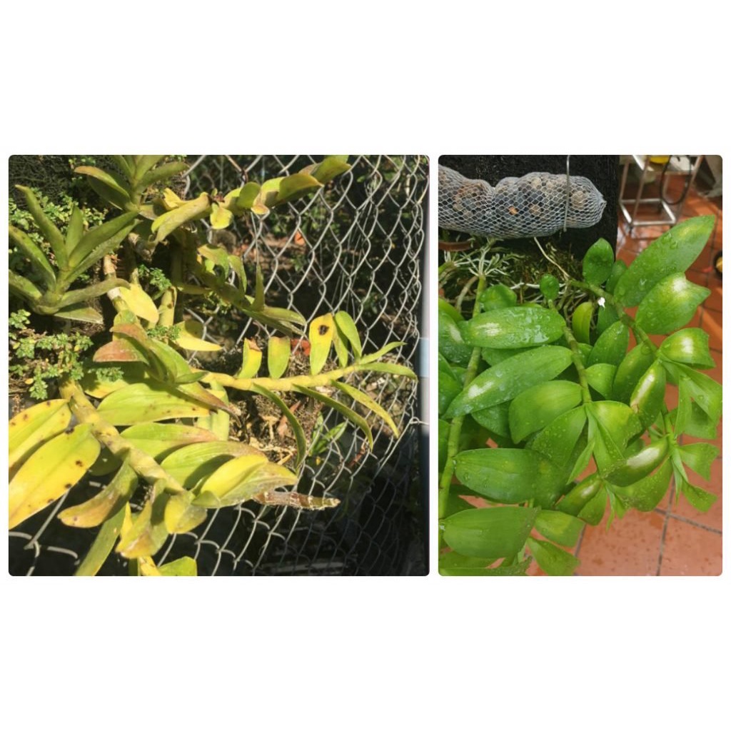 Trị vàng lá,đốm lá cho hoa lan,hoa hồng